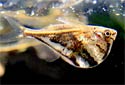 Click for more info on Marbled Hatchetfish
