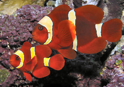 Maroon Clownfish Pair, Premnas biaculeatus