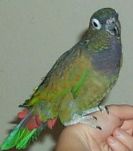 "Daidie" , a Maxamilian's Pionus is posing for Dr. Jungle's introduction!