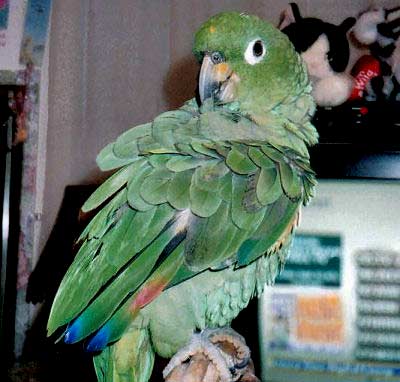 Mealy Amazon Parrot Amazona farinosa, Blue-crowned Mealy Amazon, Guatemalan Amazon