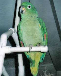 Picture of "BabyDoll", a Mealy Amazon