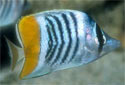 Click for more info on Merten's Butterflyfish