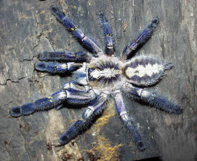 baby gooty sapphire ornamental tree spider
