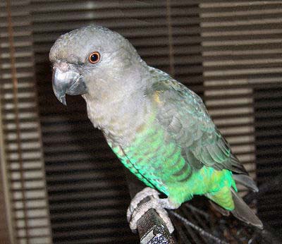Meyer's Parrot, Poicephalus meyeri, picture of a juvenile Meyers also called the Brown Parrot