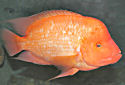 Click for more info on Midas Cichlid