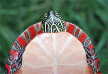 Picture of a Midland Painted Turtle, Chrysemys picta marginata
