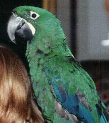 Picture of a juvenile Milicinth Macaw