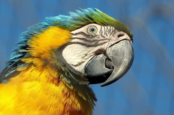Miligold Macaw