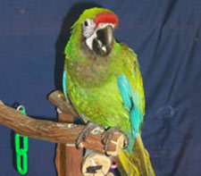 "Kippet" a Military Macaw