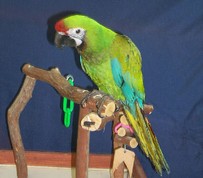Military Macaw at five months old!