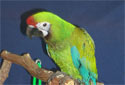 Click for more info on Military Macaw