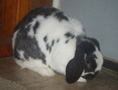 Picture of a Mini lop Rabbit