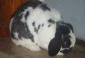 Click for more info on Mini Lop Rabbits