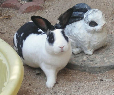 Picture of a cute Mini Rex Rabbit
