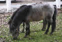 Click for more info on Miniature Horse