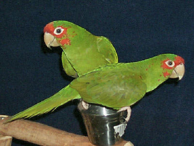 Mitred Conures, Heckle and Jeckle, Aratinga mitrada