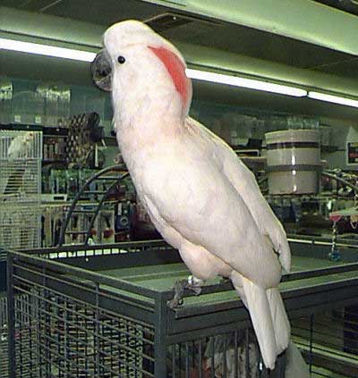 Moluccan Cockatoo, Cacatua moluccensis