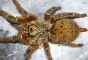 Click for more info on Mombasa Baboon Spider