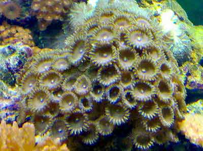 Picture of Moon Polyps or Sea Mat, Palythoa sp. also known as Encrusting Anemones and Zoanthid Button Polyps