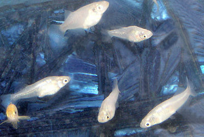 Japanese Rice Fish, Oryzias latipes, Moomlight Medaka silver color morph