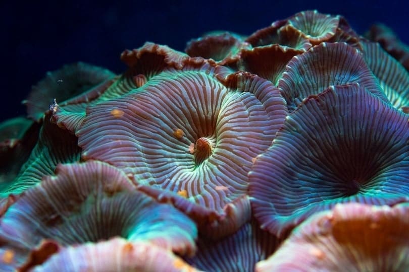 Mushroom-anemone