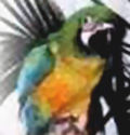 Picture of "Nacho", a Miligold Macaw