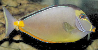 Picture of a Naso Tang, Lipstick Tang, or Orangespine Unicornfish