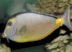Picture of a Naso Tang, Lipstick Tang, or Pacific Orangespine Unicornfish - Naso lituratus
