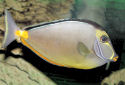 Click for more info on Naso Tang