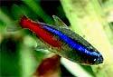 Click for more info on Neon Tetra