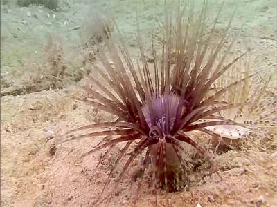 Submit a picture of your North Sea Tube Anemone