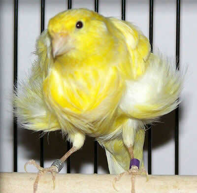 Picture of a Northern Dutch Frilled Canary