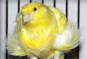 Click for more info on Northern Dutch Frilled Canary