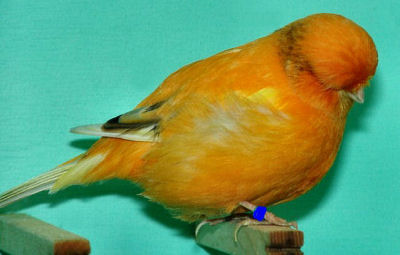 Picture of a Norwich Canary