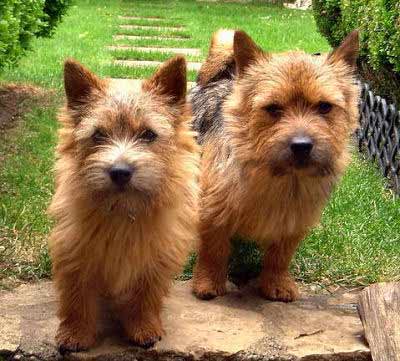 Norwich Terrier picture, also called Jones Terrier and Cantab Terrier