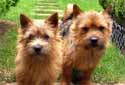 Click for more info on Norwich Terrier