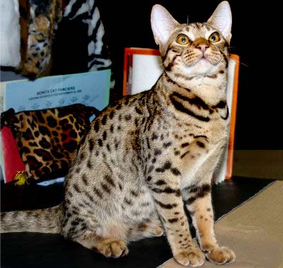 Ocicat, Hybrid cat breed