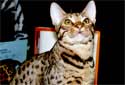 Click for more info on Ocicat
