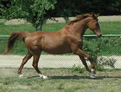 Picture of an Odenburg Horse Light Horse, Horse Class Hunter Type