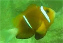 Click for more info on Oman Anemonefish