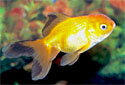Click for more info on Oranda Goldfish