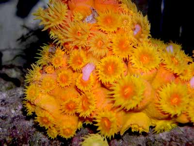 Orange Sun Coral, Tubastraea faulkneri, also known as the Orange Cup Coral, Sun Coral, and Orange Polyp Coral