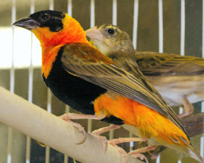 Finch Bird - Bird Care and Information for Types of Finches