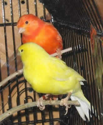 Picture of Color Bred Canaries, a Red Factor Canary and a Yellow Canary