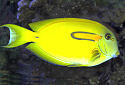 Click for more info on Orangespot Surgeonfish