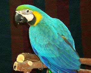Blue and Gold Macaw, Bird Information - Types of Birds and Bird Identification