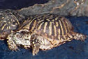 Click for more info on Ornate Box Turtle