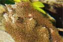 Click for more info on Pacific Encrusting Gorgonian