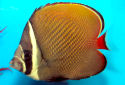 Click for more info on Pakistan Butterflyfish