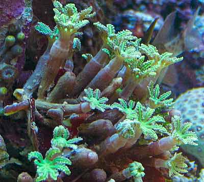 Palm Tree Polyps Clavularia viridis, Soft coral Order Alcyonacea, also known as Clove Polyps, Glove Polyps and Fern Polyps